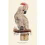Salmon Crested Cockatoo  - Plate 1