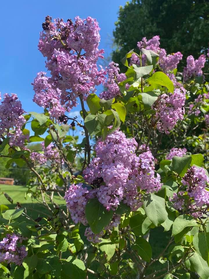 Lucy lilacs